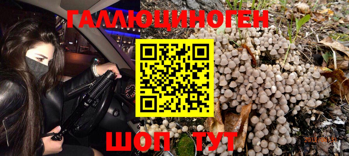 Галлюциногенные грибы Psilocybine cubensis Димитровград